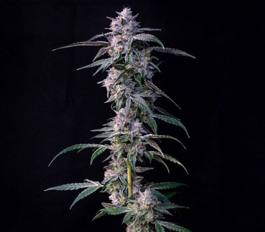 10Gs - FEM 7 Pack