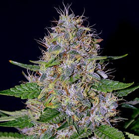 Apple Crumble - FEM 5pk