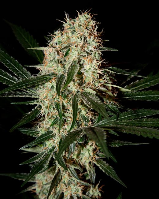 Arjan's Haze #3 - FEM 5pk