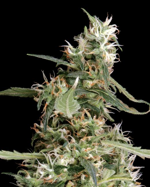 Arjan's Ultra Haze #1 - FEM 5pk