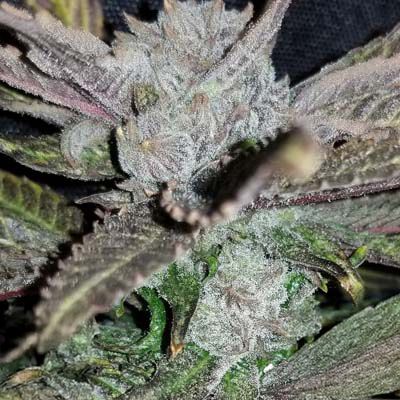 Black Cherry Punch - FEM - 6pk