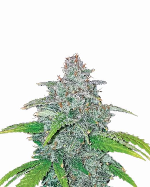 Blue Dream - Auto FEM 5pk