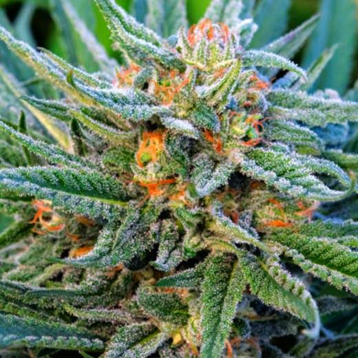 Blue Dream - Auto FEM 5pk