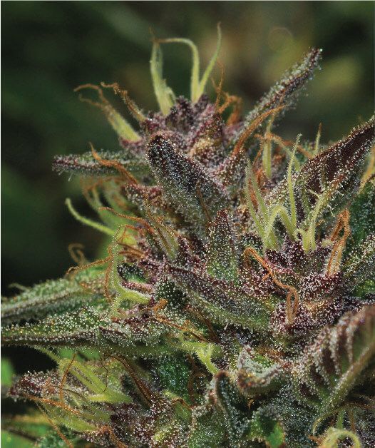 Blueberry Muffin - FEM 5pk