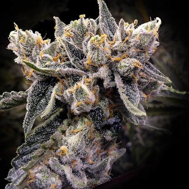 Bruised Bananas - Fem Seeds