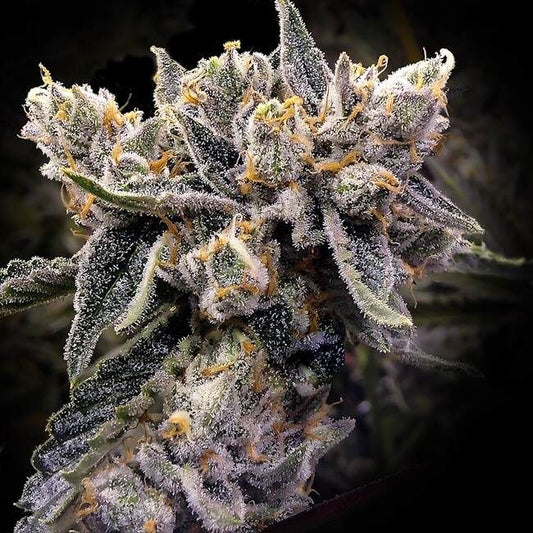 Bruised Bananas - Fem Seeds