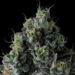 Chem 51 - FEM 7 Pack
