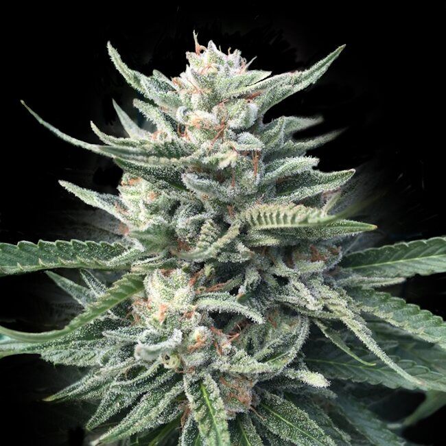 Chocolope 256 - FEM