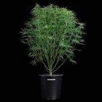 Durban Thai x C99 - Fem 3 Seeds