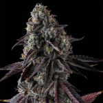 Fruit Riot - FEM 3 pack