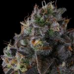 Fruit Riot - FEM 3 pack
