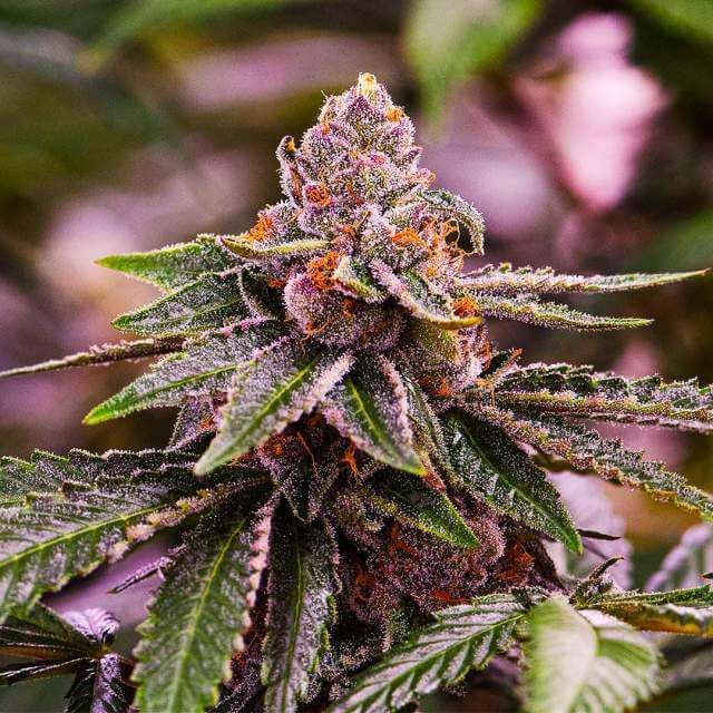 Girl Scout Cookies - Auto FEM 5pk