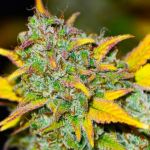 Gelato - Auto FEM 5pk