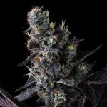 Giggin' Grapes - FEM 7 pack