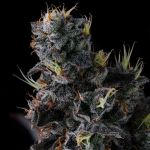 Giggin' Grapes - FEM 7 pack