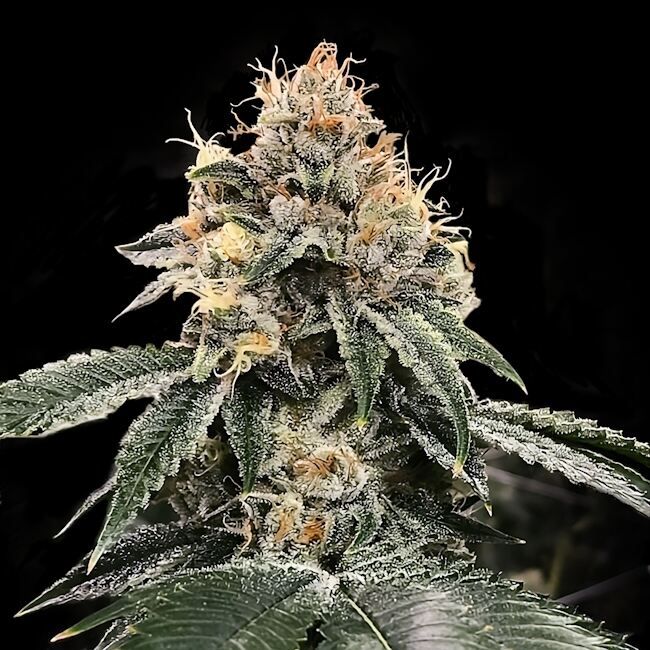 HG23 (Michael Jordan) - FEM