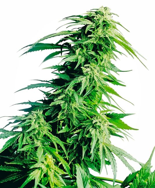 Hindu Kush - REG 10pk