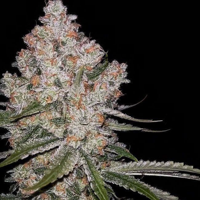 Hazy Voyage - Fem 5 Seeds