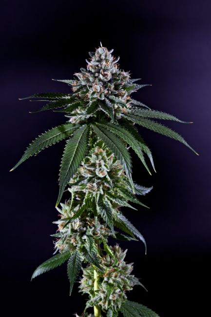 Ken's Kush - Reg 10 Seeds