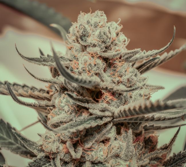 Killer Queen - FEM 3 Seeds