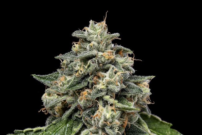 Kosher Afghan Kush - REG 11 pack