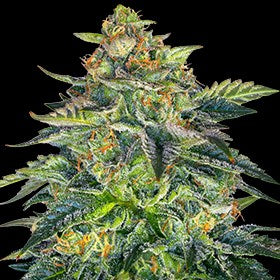 London Cream Cake - AUTO FEM 5pk