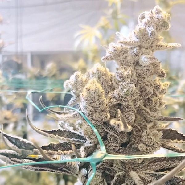 Masterpiece - Fem 3 Seeds