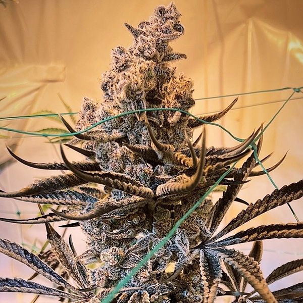 Masterpiece - Fem 3 Seeds
