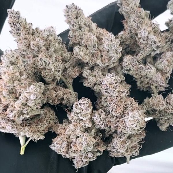 Masterpiece - Fem 3 Seeds