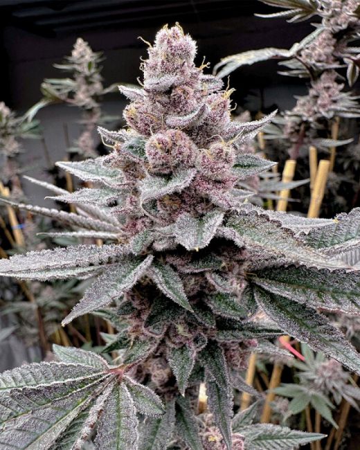Miami Madness - FEM 6 pack