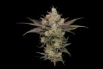 Northern Lights OG - REG 11 pack