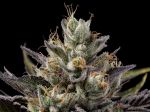 Northern Lights OG - REG 11 pack
