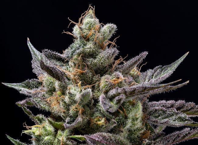 Northern Lemons - REG 11