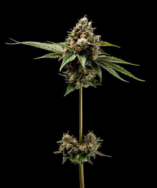 Northern Afghani Lights - REG 11 pack