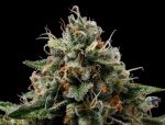 Northern Afghani Lights - REG 11 pack