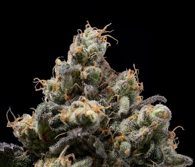 Northern Mints - REG 11 pack