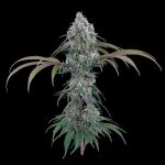 Ocifer - FEM 9 Seeds