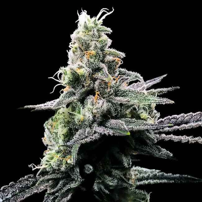 Purple Chocolope - FEM 5 Pack