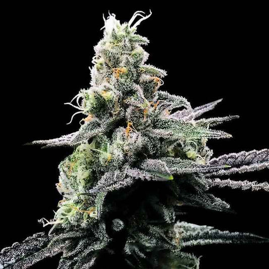 Purple Chocolope - FEM 5 Pack