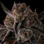 Purple Preserves - FEM 3 pack