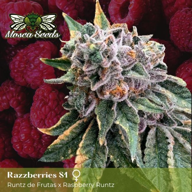 Razzberries S1 - FEM 6pk