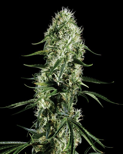 Super Silver Haze - FEM 5pk