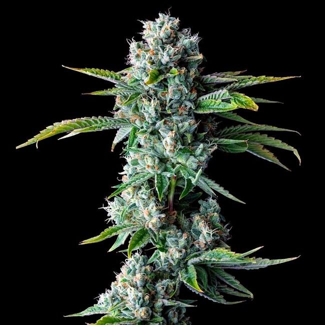 Skywalker Kush - REG 10 pack