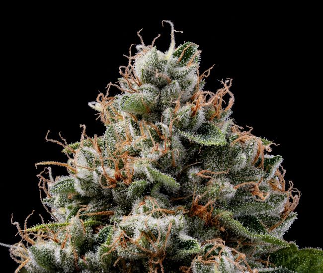 Sour Best Afghani - REG 11 pack