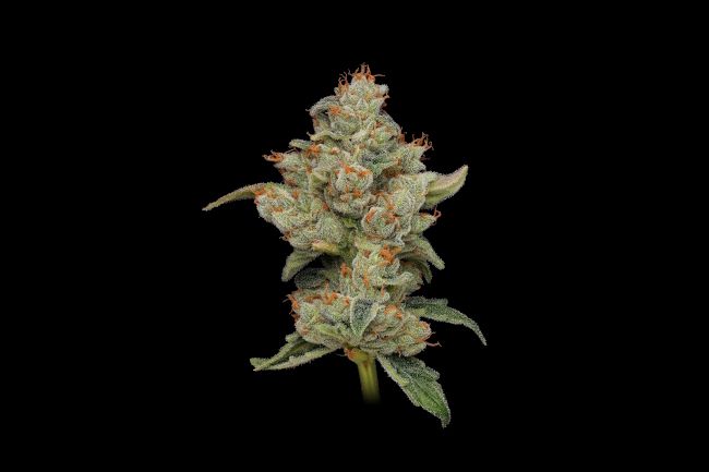 Sour Best Afghani - REG 11 pack