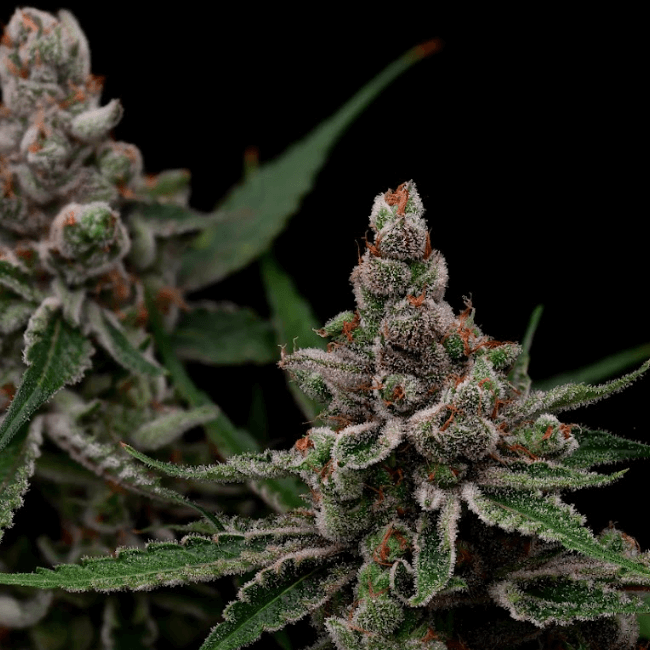 Super Blue Haze - FEM 5 pack