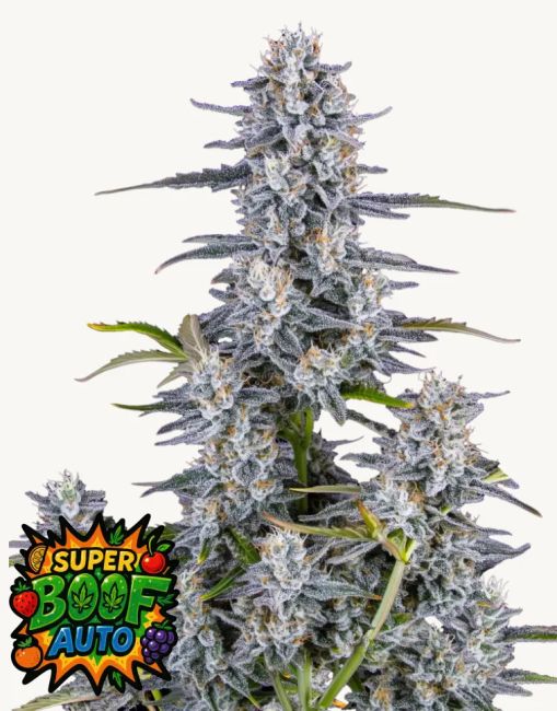 Super Boof - Auto FEM 5pk