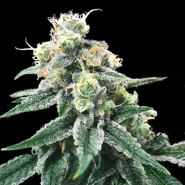 Swiss Miss - FEM 5 pack