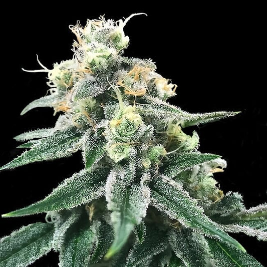 Swiss Miss - FEM 5 pack