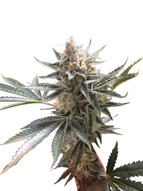 Tangie - REG 10 pack
